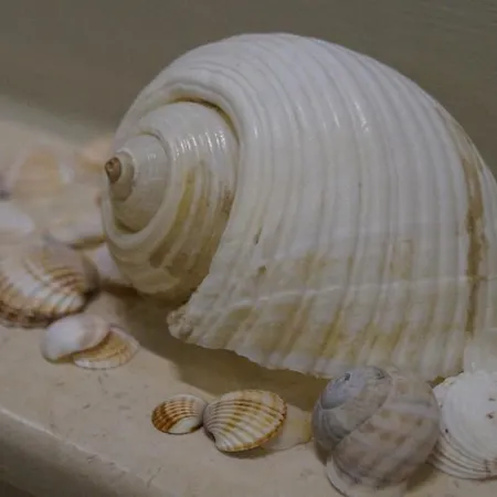 Pearl Apartment