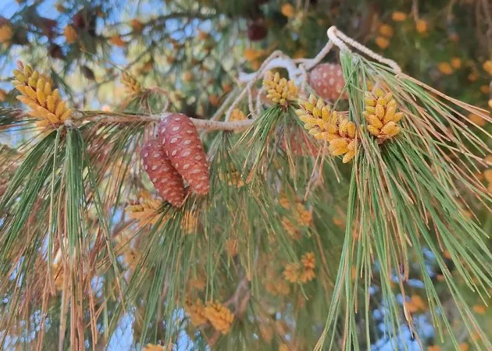 Pearl Apartamento Toroni