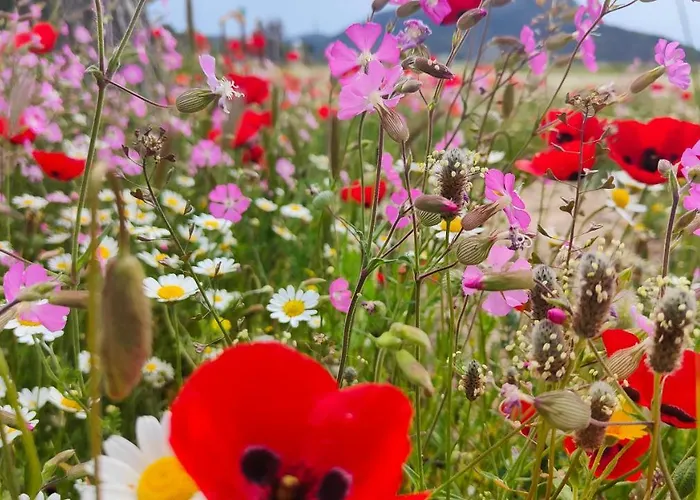 Apartamento Pearl Toroni