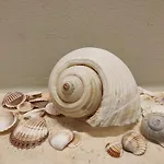 Pearl *