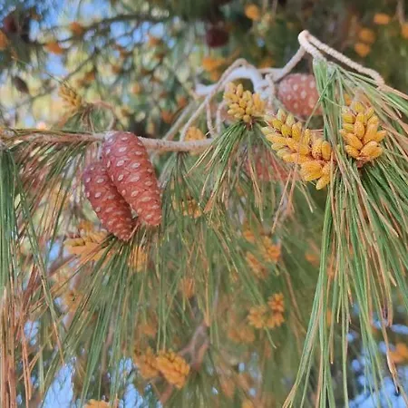 Pearl Apartmán Toroni